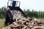 Hàng chục tấn cá chết trắng hồ thủy lợi ở Bình Phước