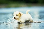 Clip: Chú chó có khả năng 'bay' trên mặt nước