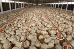 Doanh nghiệp Việt 11 năm xây dựng chuỗi liên kết xuất gà sang Nhật