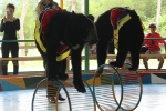 Tổ chức bảo vệ động vật kêu gọi cấm xiếc thú ở Việt Nam