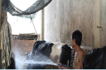 Giá sữa thấp hơn nước lọc, nông dân Củ Chi bán bò lỗ hàng chục triệu
