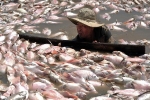 Ngư dân hốc hác, làng xơ xác sau khi 1.500 tấn cá ồ ạt chết