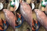 Bắt được cá trắm khủng 75kg ở hồ Thác Bà gây xôn xao