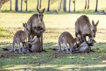 Với kangaroo, việc tìm kiếm bạn tình có thể là một cuộc chiến sinh tử