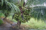 Vườn dừa xiêm lùn thu lợi một tỷ mỗi năm ở Sài Gòn
