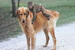 Tình bạn giữa khỉ đầu chó mồ côi và chó vàng