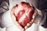 Tại sao có bao nhiêu loại ung thư, chẳng bao giờ chúng ta nghe thấy 'ung thư tim'?