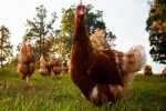 Nuôi gà thả đồng lấy trứng ở Mỹ thu 100 triệu USD mỗi năm
