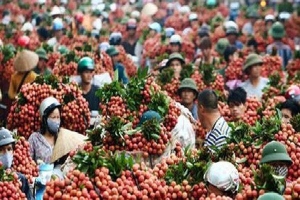 Người bán 400 tấn cam/ngày ở chợ Long Biên: Thương lái TQ biết VN có gì ngon nhất