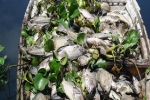 Gần 1 tấn cá chết trắng hồ điều tiết, bốc mùi hôi thối ở Đà Nẵng