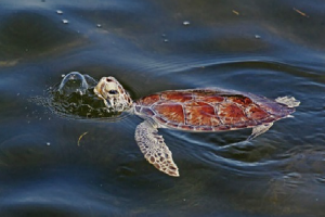 Tìm ra nguyên nhân khiến gần 300 con rùa biển chết hàng loạt tại bờ biển Florida
