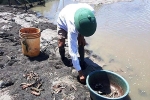 Dịch bệnh và nắng nóng khiến tôm sú ở Thanh Hóa chết hàng loạt