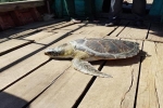 Nắng nóng hơn 40 độ C, rùa biển quý mắc lưới ngư dân Hà Tĩnh