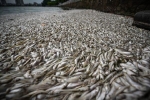 Dân ven hồ Tây mất ngủ vì mùi cá chết