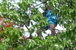 Cô gái 25 tuổi nghi ngáo đá, leo lên cây la hét