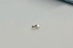 Mỹ: Bắt tại trận một con kiến đang cố ăn trộm viên kim cương từ cửa hàng đá quý