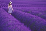 Hậu trường buổi chụp hình tại cánh đồng lavender, Provence, Pháp