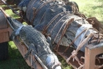 Bắt cá sấu ‘quái vật’ nặng 600kg sau gần 10 năm săn lùng