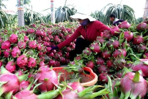 Thanh long Việt Nam tiếp tục bị cảnh báo dư lượng thuốc bảo vệ thực vật