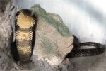 Bị mắc kẹt, rắn hổ mang cực độc thò đầu lên yên xe máy dọa người