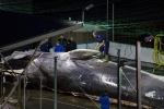 Trùm săn cá voi Iceland: 'Việc này chẳng có gì sai trái cả'