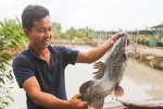 Nuôi cá lăng giống kiếm hơn tỷ đồng mỗi năm ở Sài Gòn