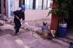 Quận trung tâm Sài Gòn ra quân bắt chó thả rông