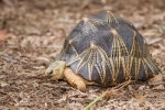 Loài rùa 'đẹp nhất hành tinh' sống được gần 200 năm sắp tuyệt chủng