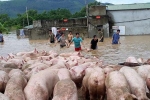 Đứng tim nhìn đàn lợn hơn ngàn con vật lộn trong nước lũ