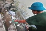 Thừa Thiên - Huế: Sau cơn mưa, cá chết hàng loạt nổi trên sông An Cựu