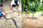 Hổ mang chúa mắc kẹt trong lưới vì tham nuốt rắn chuột