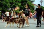 Đề xuất cấm người dân mang chó, mèo vào phố đi bộ Hồ Gươm: Người đồng tình, người cho rằng chưa hợp lý