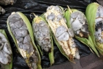 Ẩm thực lạ bốn phương: Đặc sản ngô mốc đen xì của người Mexico
