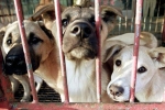 Ngành công nghiệp thịt chó Hàn Quốc lao đao trước sự tẩy chay của giới trẻ