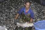Hàng tấn cá lại chết ở hồ Tây, bì bõm xuyên đêm vớt mỏi tay