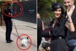 Bức ảnh Meghan mặc đồ đen dắt chó cưng đi vệ sinh bên ngoài cung điện hoàng gia được lan truyền chóng mặt và gây tranh cãi vì điều này