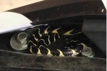 CLIP: Sau mưa lớn, rắn lạ vào 'thăm' cốp xe máy khiến chủ nhân giật mình