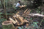 Vụ gỗ lậu tập kết tại Mang Yang: Cận cảnh rừng bị tàn phá