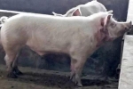 Lợn ‘sát thủ’ xổng chuồng, tấn công người tử vong