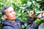 3.500 ha cà phê ở Lâm Đồng bị bọ xít muỗi tấn công