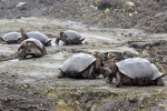 123 con rùa non trên quần đảo Galapagos bị đánh cắp