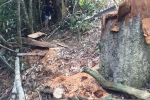 Kỷ luật cách chức đội trưởng đội bảo vệ để rừng bị chặt phá
