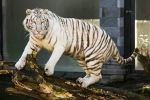 Hổ trắng vồ chết nhân viên vườn thú ở Nhật