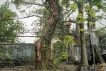 Dân làng mong cây sưa 130 tuổi sớm được đấu giá