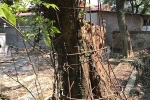 Người dân thôn Phụ Chính được toàn quyền quyết định việc bán cây gỗ sưa hơn 100 tỷ đồng