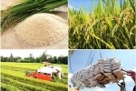 Chính phủ sẽ tạo môi trường thông thoáng cho hạt gạo