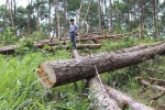 Khởi tố 5 thanh niên đánh nhân viên bảo vệ rừng, cướp tài sản