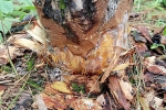 Hơn 1.000 cây thông ở Lâm Đồng bị chặt hạ, bơm thuốc độc