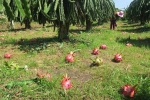 Nông dân trồng thanh long ở Bình Thuận chặt bỏ trái vì không ai mua