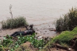Công an điều tra thi thể nam giới nổi dưới sông Đồng Nai